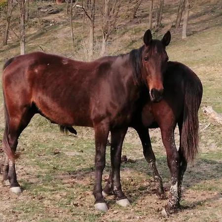 Reti Tanya Vendeghaz Guest house Kerecseny